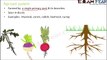 Biology Morphology of Flowering Plants part 3 (Root types: Primary, Fibrous ) CBSE class 11