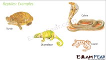 Biology Animalia part 28 (Tetrapoda: Reptiles, aves) CBSE class 11 XI