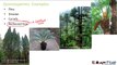 Biology Plantae part 17 (Gymnosperms: characteristics, example, structure) CBSE class 11 XI