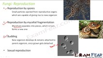 Biology Biological Classification part 16 (Fungi: reproduction) CBSE class 11 XI