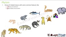 Biology Diversity in Living World part 10 (Order, class, phylum, div, kingdom) CBSE class 11 XI