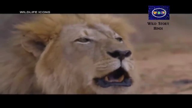 Animal Planet - अफ्रीका की बड़ी बिल्लियों (Africa's Big Cats)