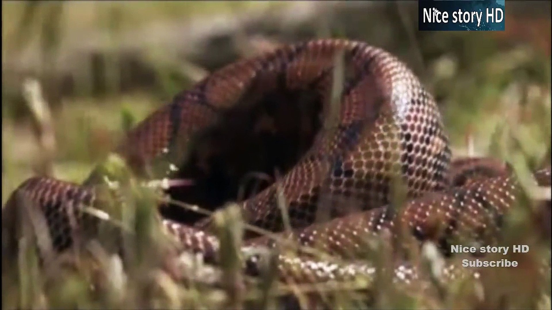⁣Animal planet - दानव सांप (Monster Snakes)