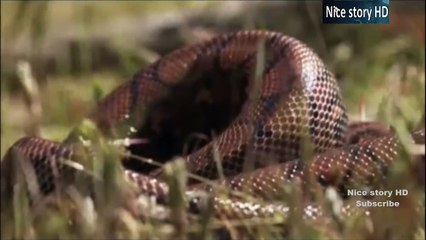 Animal planet - दानव सांप (Monster Snakes)