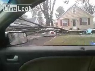 Mustang écrasée sous un arbre : bonheur du lendemain de tempête !