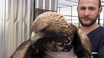 Yaban hayvanları Aslan ile yaşama tutunuyor - VAN