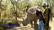 The Last Survivors :The Remaining Northern White Rhinos In The World