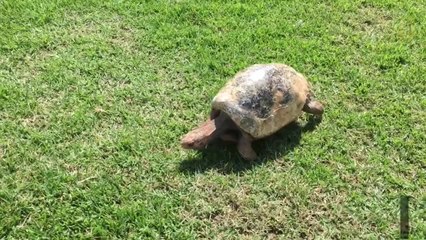 Scientists 3-D Printed a Tortoise Shell