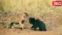 Shikoni se kush del fitimtar nga beteja epike ndërmjet një tigri dhe një ariu (360video)