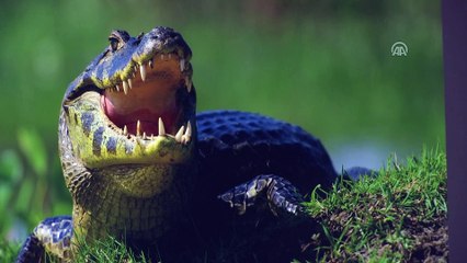 Hekim fotoğrafçının gözünden yaban hayatına tanıklık - İSTANBUL