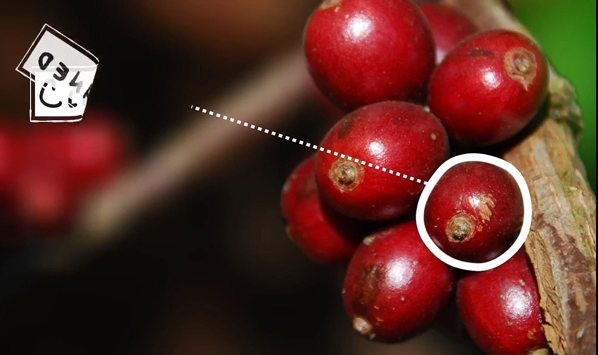 Coffee Processing- Pulped Natural - Honey