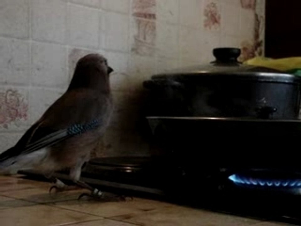 youtoo voudrai t-il passer a la casserole?