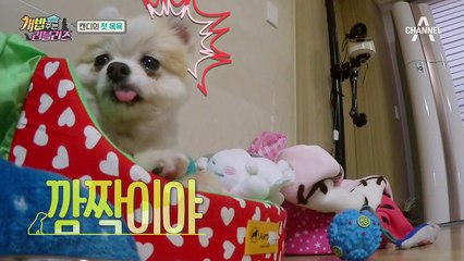 본격 간식 탈취 현장검증(?)