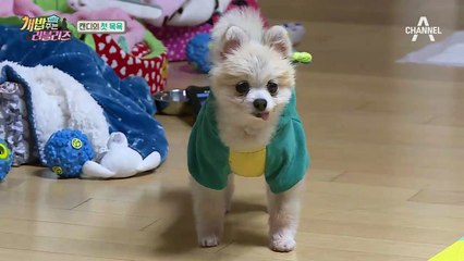 러블리즈 덕분에 반신욕 호강하는 캔디!