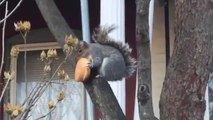 Les écureuils New Yorkais se mettent à manger des donuts...