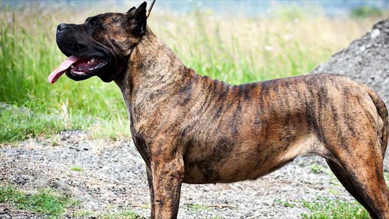 Difference between Presa Canario and Dogo Canario