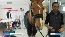 Dijon : un cheval dans l'Ehpad à la rencontre des personnes âgées