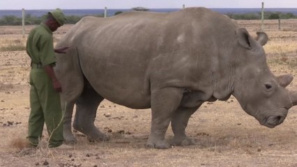 마지막 남은 '수컷' 북부흰코불소 건강 악화 / YTN