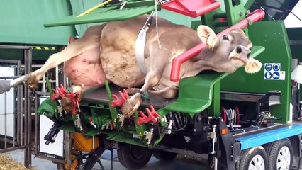 Automatic Cow Shoeing and Cleaning