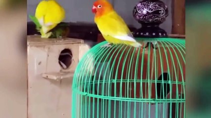 Love bird breeding season -_ Birds Videos