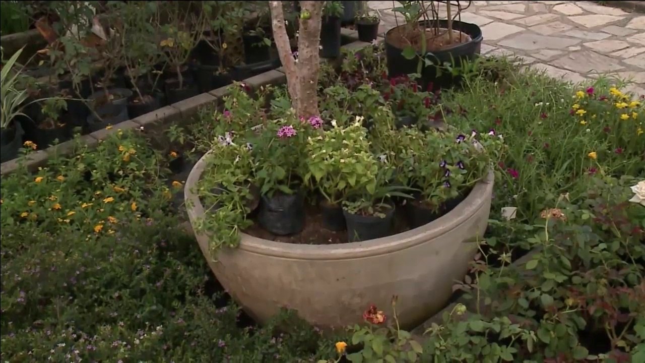 Melhor Escolha  - Como escolher o vaso ideal para cada tipo de planta