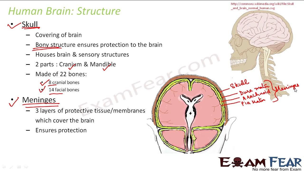 Biology Control & Co-ordination part 18 (Human Brain:  CNS, Structure & parts) CBSE class 10 X