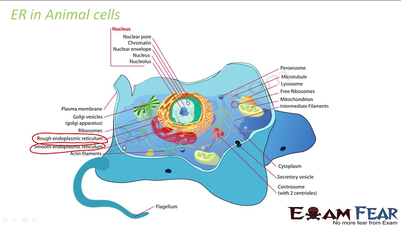 Biology Fundamental Unit of Life part 9 (Cell Organelles - Endoplasmic Reticulum) CBSE class 9 IX