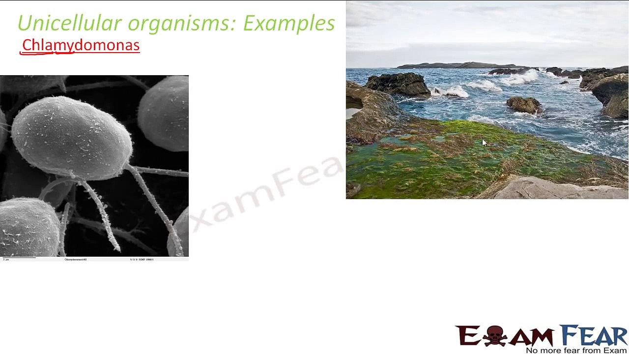 Biology Fundamental Unit of Life part 3 (Unicellular organism) CBSE class 9 IX