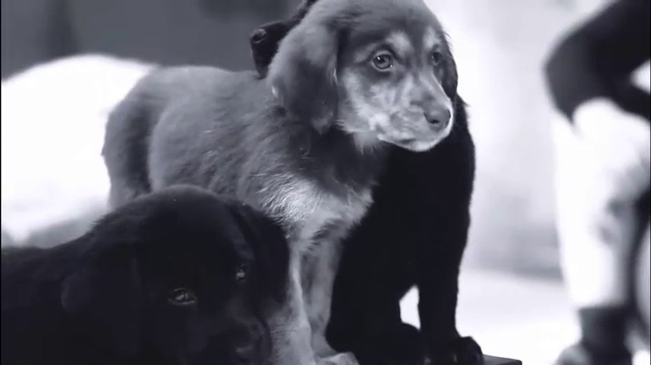Cute Puppies