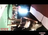 बलम लुधियाना से भोजपुरी आर्केस्ट्रा विडियो सांग  New Bhojpuri Arkestra HD Video