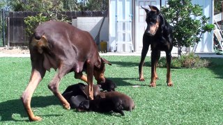 doberman mom keeping dad away from the pups