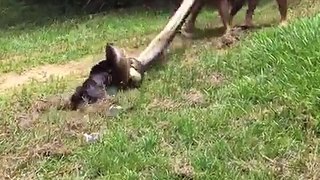 Kutyát próbáltak megmenteni egy hatalmas anakonda öleléséből
