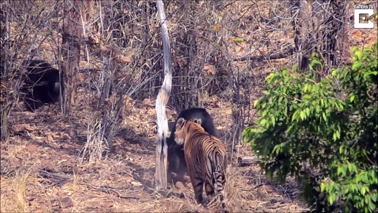 O CONFRONTO ENCARNIÇADO DE UM TIGRE E UMA URSA