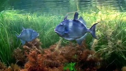 Moray Eel Eats Octopus.