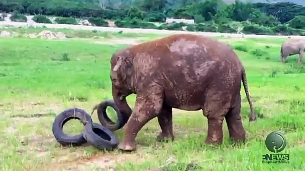 Baby Elephant Playing With a Tire