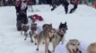 Second-Sled Driver Takes a Spill as Iditarod Begins