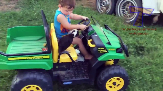 Did you know that BIRDS CAN BE EVEN FUNNIER THAN CATS? - Funny ANIMAL compilation