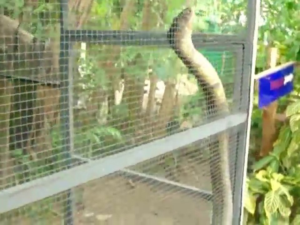 Le plus gros cobra royal du monde filmé en thailande