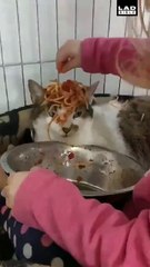 Ce chat reste zen face à cette fillette qui le ridiculise...