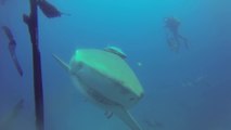 Un requin vient demander de l'aide à un plongeur... Incroyable