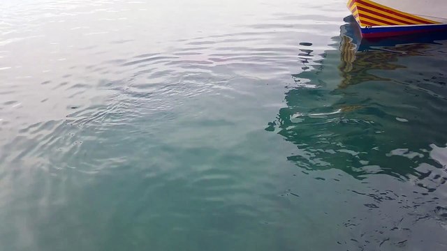 Un thon gobe une mouette vivante... Incroyable