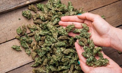 BNN NTB Tangkap Penerima Kiriman 20 Kg Ganja Kering