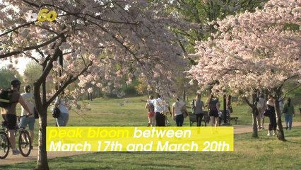 This is the Best Time to See Cherry Blossoms in Washington, DC