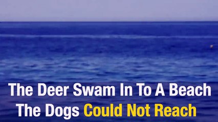 Un cerf plonge dans la mer pour éviter d'être attaqué par des chiens sauvages