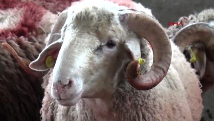 Antalya-Kemer'den Afrin'deki Mehmetçiklere Kurban