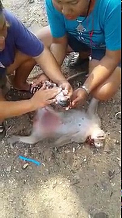 Elle fait une césarienne sur une maman singe morte pour sauver son bébé