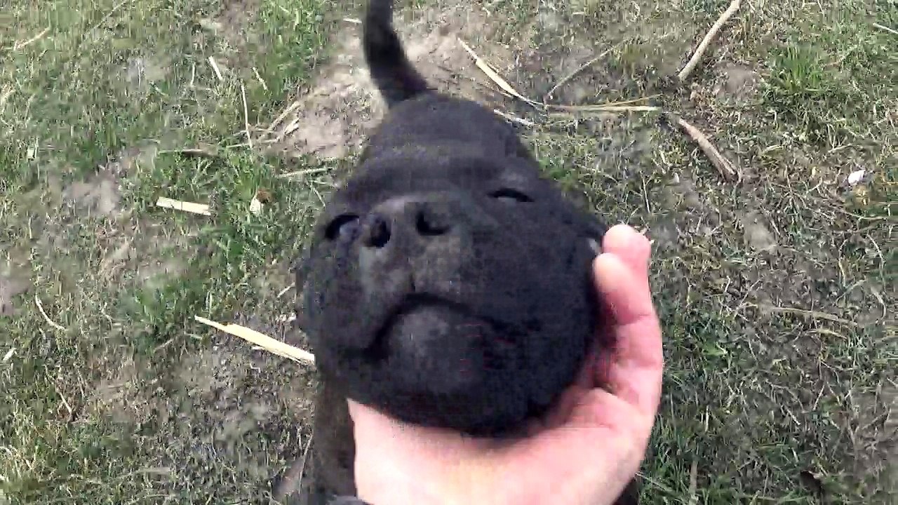 7ème vidéo Petit'Ourse n°1 Femelle de STAFFORDLAND