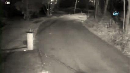 - Çakalı görünce bakın ne yaptı!