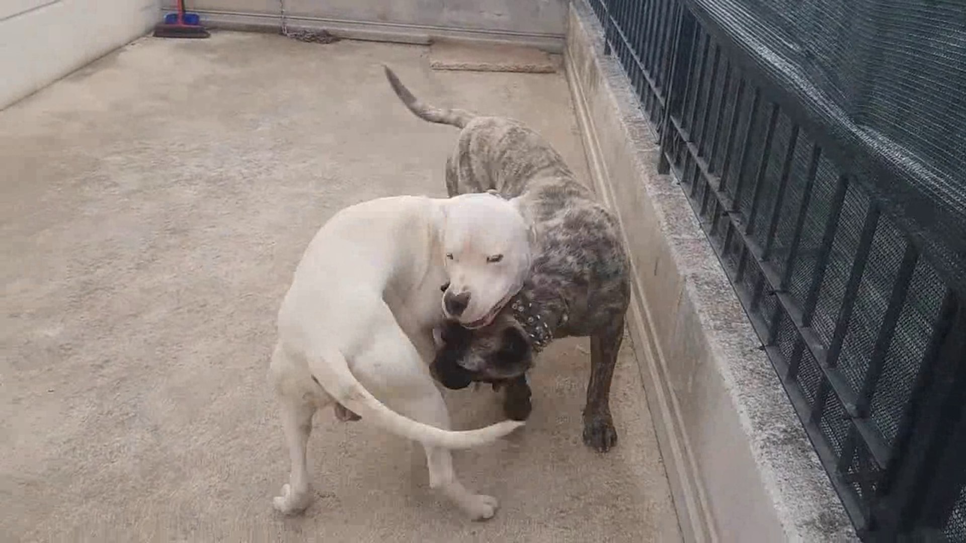 dogo argentino vs puma