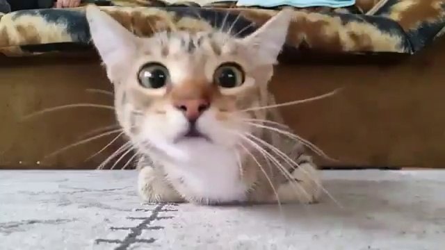 Bébé chaton regarde un film d'horreur : réactions hilarantes !